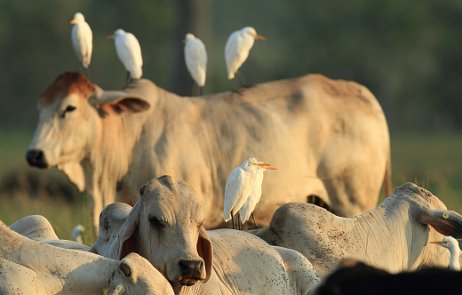 A Cattle Egrets - Ardea ibis - standing on a cow's back in a rural outback Australian paddock early in the morning in Australia.