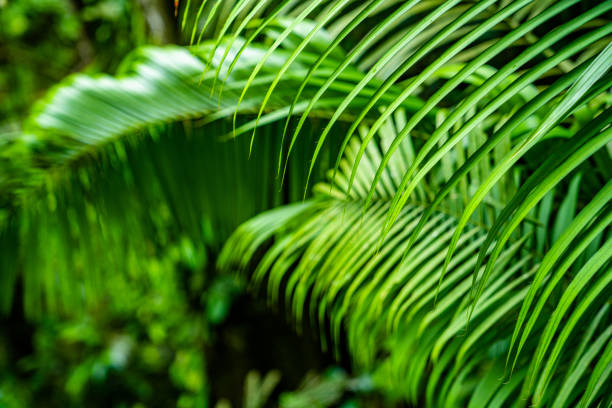 istock Palm tree leaves. Tropical trees background 1160931154