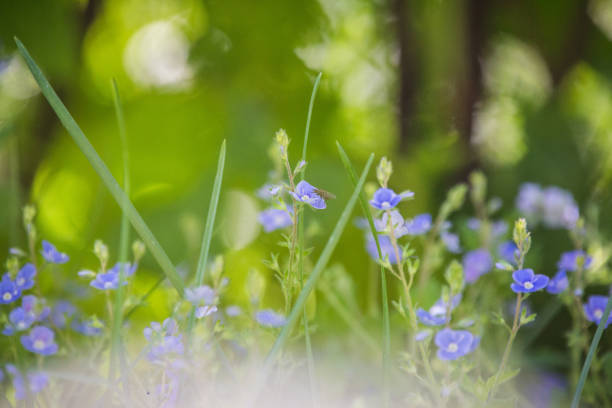 istock Beautiful spring flower blooming in the wood clearing. 1160931204