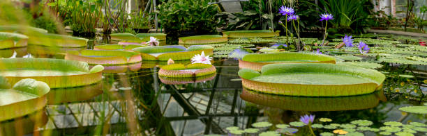 サンクトペテルブルクの植物園の巨大な水ユリ - formal garden tropical climate park plant ストックフォトと画像