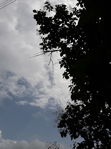 Sky tree nature in india Kolhapur