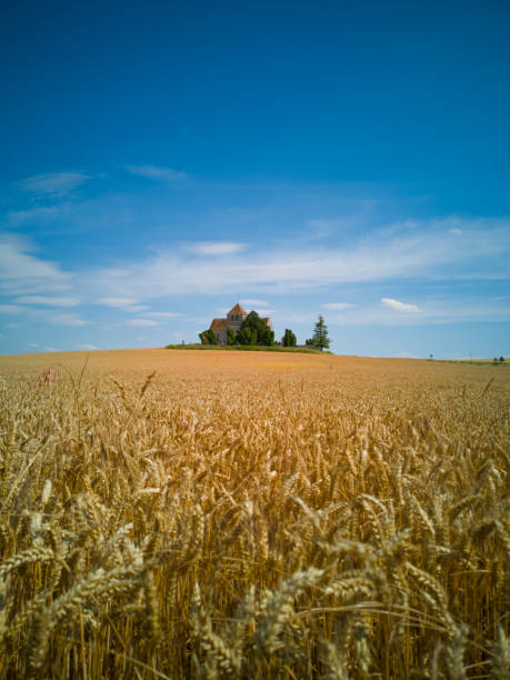 in the French countryside, a 12th century church in front of a wheat field stock photo