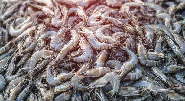 meeresfrüchte auf dem asiatischen markt. garnelen, die von fischern aus dem indischen ozean gefangen werden. stockfoto - felsengarnele stock-fotos und bilder