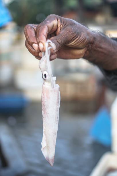Man Eating Squid Stock Photos, Pictures & Royalty-Free Images - iStock