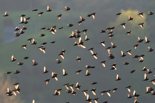 natural flock of starling birds (sturnus vulgaris) in backlight