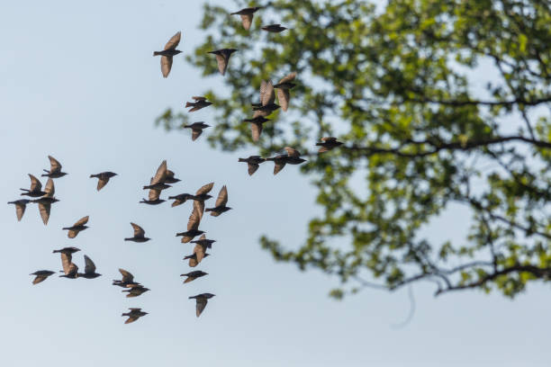 istock group of starlings (sturnus vulgaris) passing in front of tree 1160937669