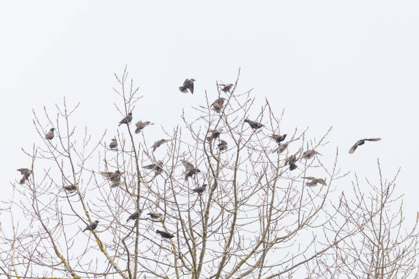 istock natural flock of starlings (sturnus vulgaris) landing on a tree 1160937673