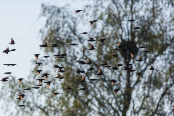 istock starling swarm (sturnus vulgaris) passing in front of tree 1160937785