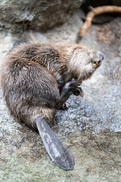 istock Sleepy beaver is near the river. 1160937811