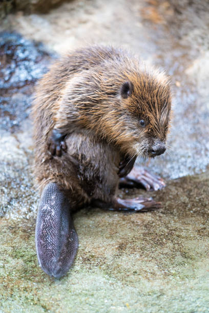 istock Sleepy beaver is near the river. 1160937815