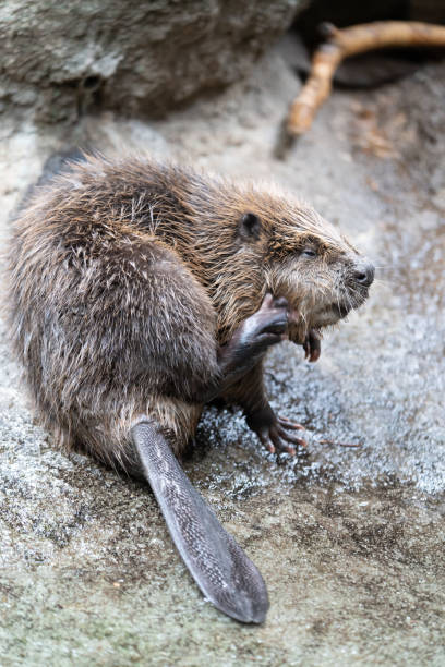 istock Sleepy beaver is near the river. 1160937868