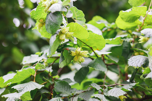 Bush of hazel with nuts.