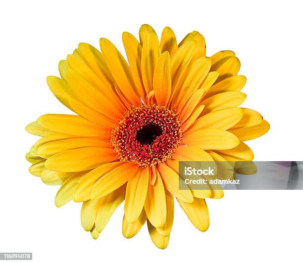 Daisy Aislado Foto de stock y más banco de imágenes de Flor - Flor, Gerbera, Naranja - Color