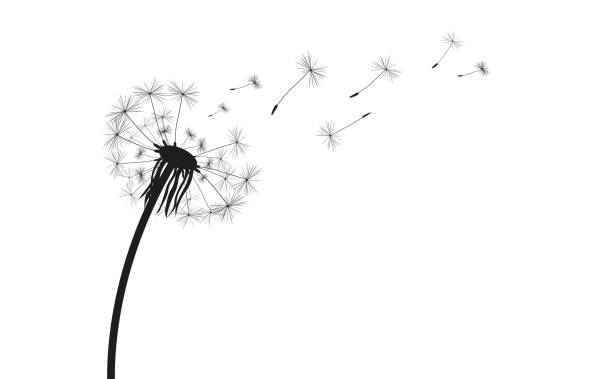 Dandelion Silhouette Dandelion silhouette on the white. Eps 10 vector file. wind silhouettes stock illustrations