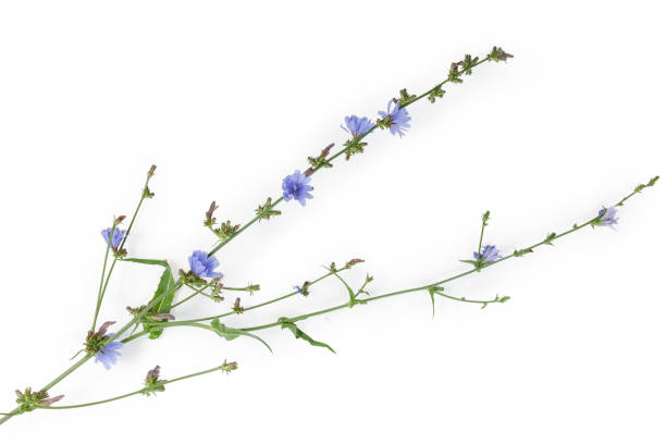 istock Chicory stem with flowers, flower buds and leaves 1160941266