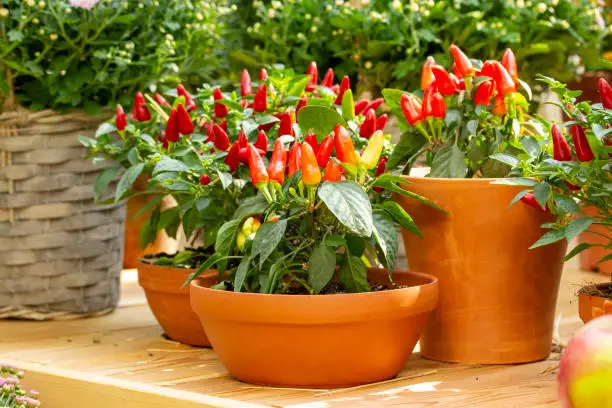 Photo of Small red jalapeno peppers grow in clay pots. A group of hot peppers at the harvest festival. Ripe red hot chili jalapenos on a branch of a bush Vegetables