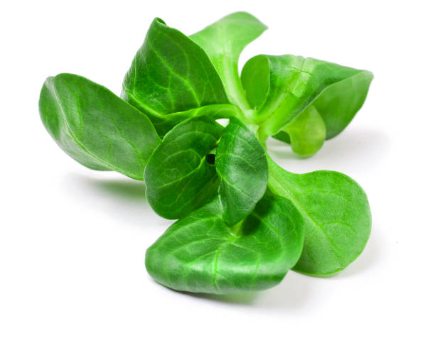 istock Fresh juicy green corn salad 1160941905
