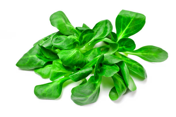 istock Fresh juicy green corn salad 1160942019