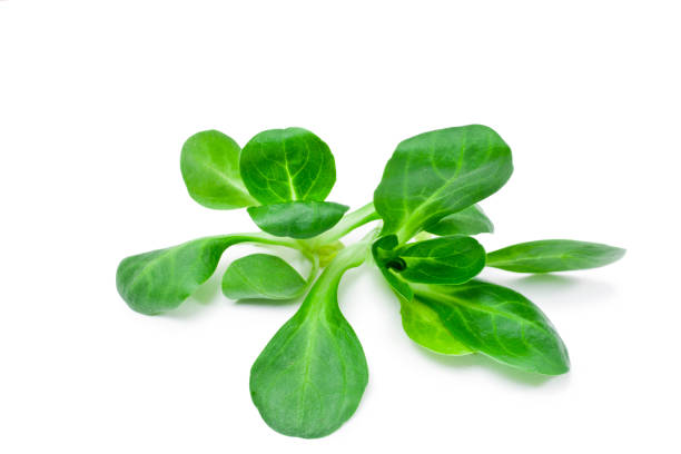 istock Fresh juicy green corn salad 1160942054