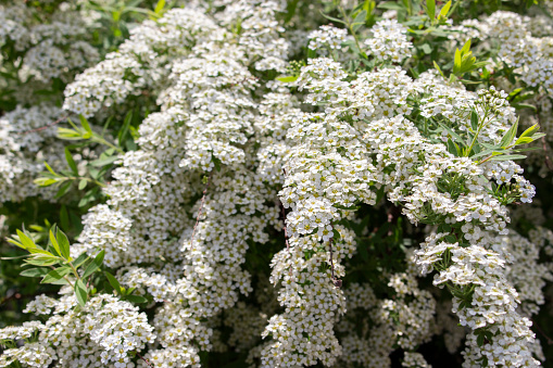 Spiraea cinerea Grefsheim branches with a lot of small white flowers, close-up texture floral background. Bundles of white flowers with yellow stamens
