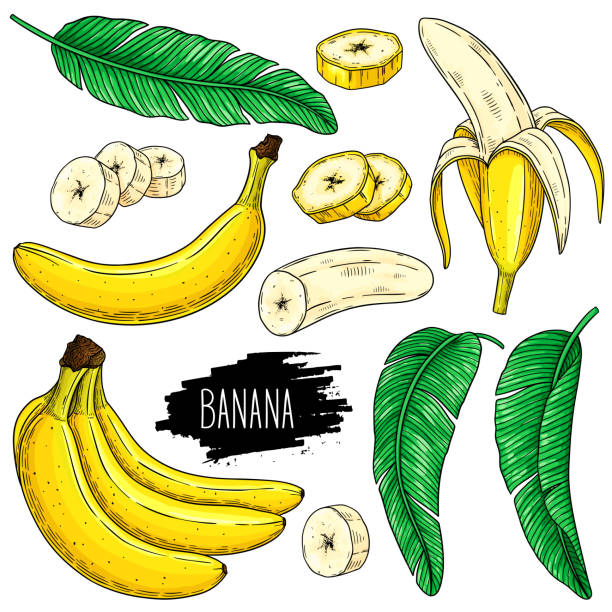 Hand drawn set of banana, slices pieces, bunch and leaves Hand drawn set of banana, slices pieces, bunch and leaves isolated on white background with label. Design for shop, market, book, menu, poster, banner. Vector sketch illustration banana illustrations stock illustrations