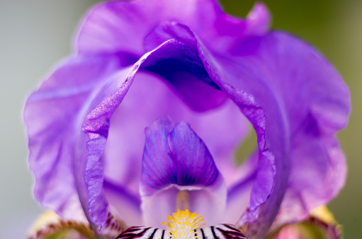 Iris flower macro. Shallow DOF. Defocused background