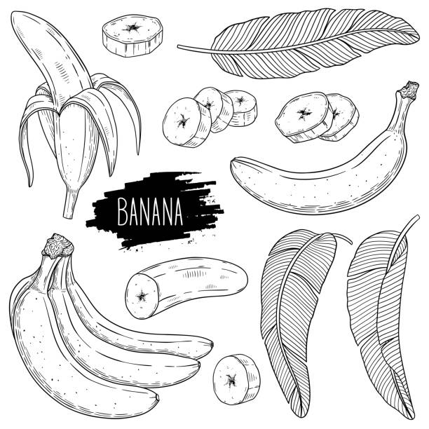 Outline ink style sketch set of banana Outline ink style sketch set of banana. Hand drawn banana single, slices pieces, bunch and leaves. Design for shop, book, menu, banner. Healthy food ingredient. Vector coloring illustration. banana drawings stock illustrations