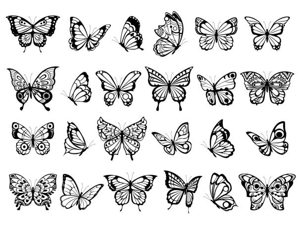 ilustraciones, imágenes clip art, dibujos animados e iconos de stock de colección de mariposas. hermosa naturaleza volando dibujo de insectos, mariposas negras exóticas con alas divertidas imágenes vectoriales - tatuajes de flores y mariposas