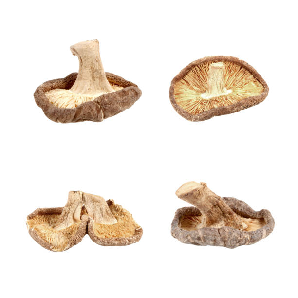 istock Dried shiitake mushrooms isolated on white background. 1160943572
