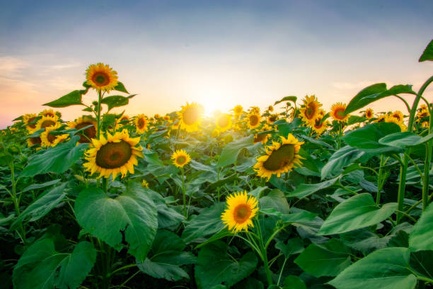 istock field of blooming sunflowers on a background sunset 1160945921