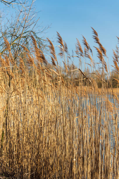 istock Phragmites australis reed on pond bank during early springtime 1160946230