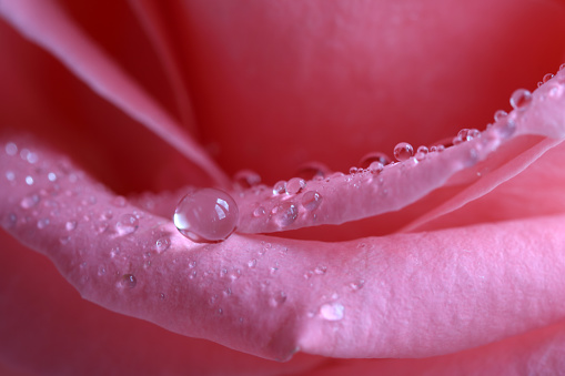 Close up of water drop on rose petal