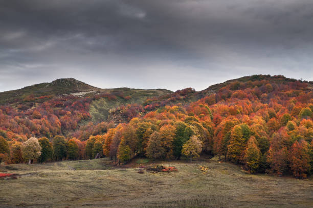 istock colorful autumn forest in the mountains on a cloudy day 1160950857