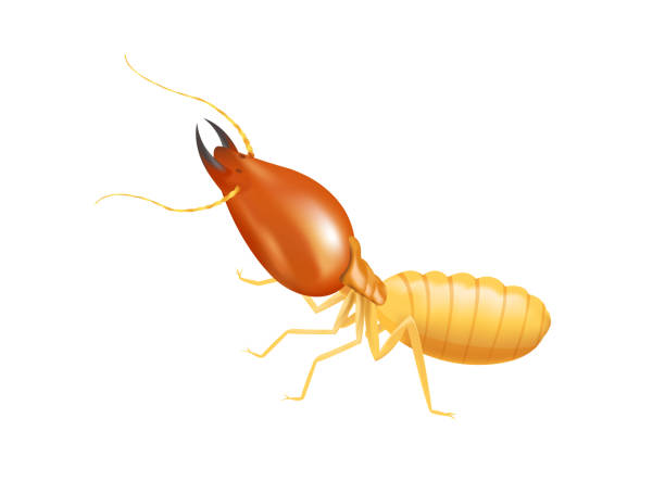 ilustrações de stock, clip art, desenhos animados e ícones de illustration termite isolated on white background, insect species termite ant eaten wood decay and damaged wooden bite, cartoon termite clip art, animal type termite or white ants - ant underground animal nest insect