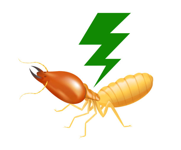 ilustrações de stock, clip art, desenhos animados e ícones de termite with thunder symbol green isolated on white background, logo insects termite and thunder flash, termite thunder symbol for flat icons info graphic, termites icon for chemical spray products - ant underground animal nest insect
