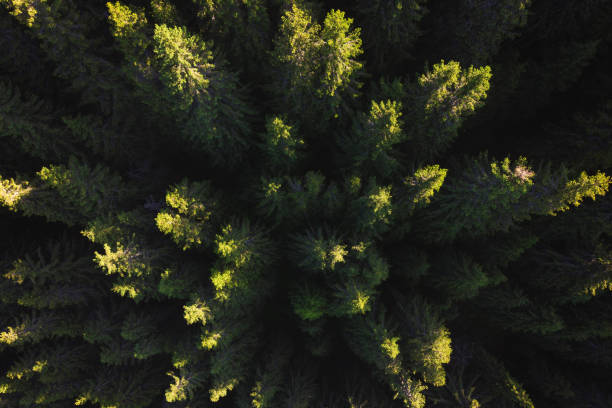 istock Aerial view above the green pine forest 1160953881