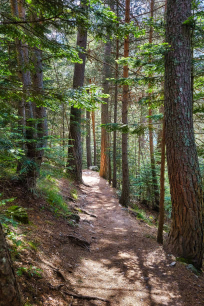 istock Small road in mountain pine forest in a Spanish Pyrenees 1160956272