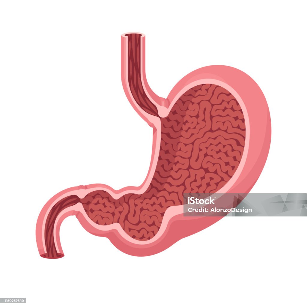 Ihmisen vatsavektori - Rojaltivapaa avainsanalla Mahalaukku ja tyyppiä kuvapankin vektori Ihmisen vatsavektori - Rojaltivapaa avainsanalla Mahalaukku ja tyyppiä kuvapankin vektori