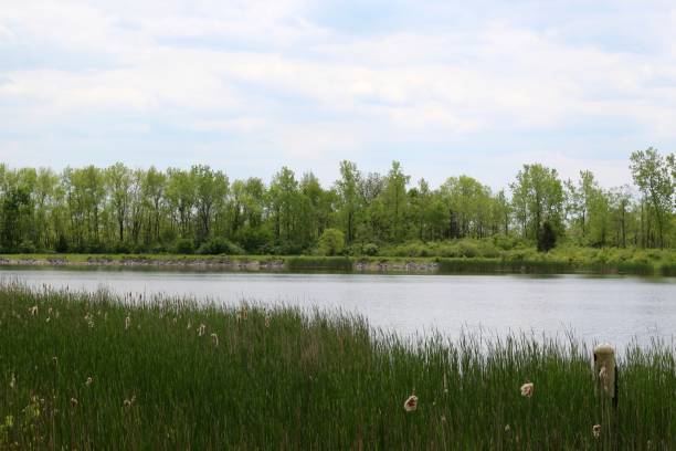 istock View of Lake over the Cattails 1160959482