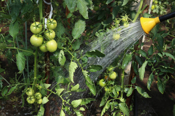 istock Watering tomatoes with hose in the greenhouse. 1160959545