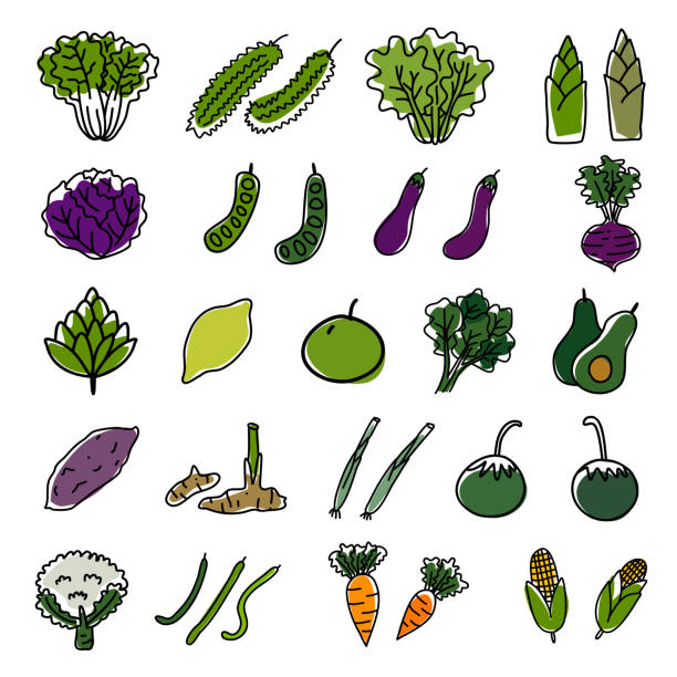 Vegetable 03 Drawing vegetables icon set white cabbage stock illustrations