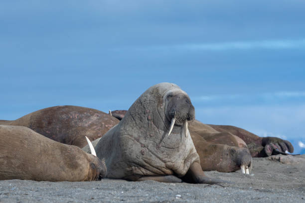 istock walrus with tusks in a colony at svalbard 1160960780