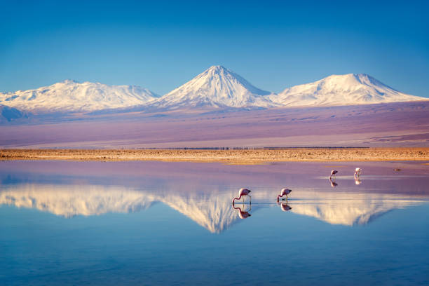Snowy Licancabur volcano in Andes montains reflecting in the wate of Laguna Chaxa with Andean flamingos, Atacama salar, Chile stock photo