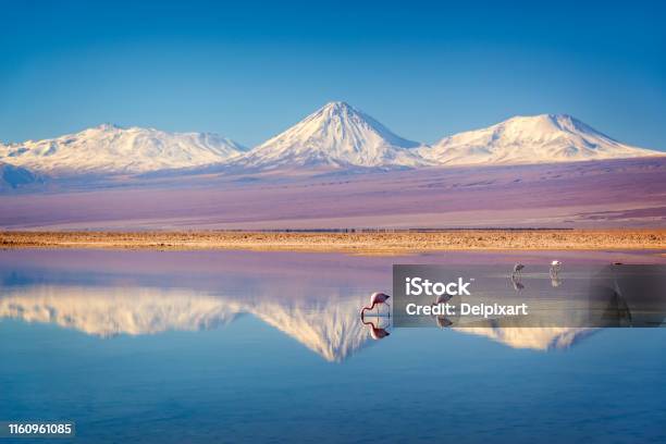 Snowy Licancabur Volcano In Andes Montains Reflecting In The Wate Of Laguna Chaxa With Andean Flamingos Atacama Salar Chile Stock Photo - Download Image Now