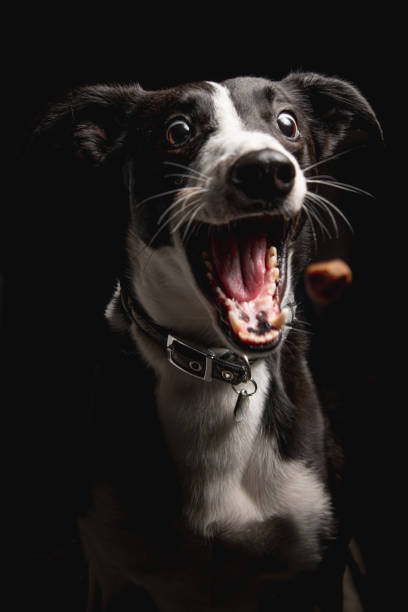 Portrait of Funny dog catching treat Portrait of Funny Black and white collie sheep Dog opened mouth Catching treat on Isolated Black Background, front view eye catching stock pictures, royalty-free photos & images