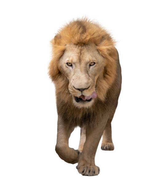 istock male lion (panthera leo) walking isolated on white background 1160961781