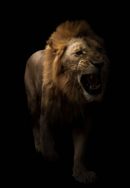 istock male lion (panthera leo) walking in dark background 1160961813