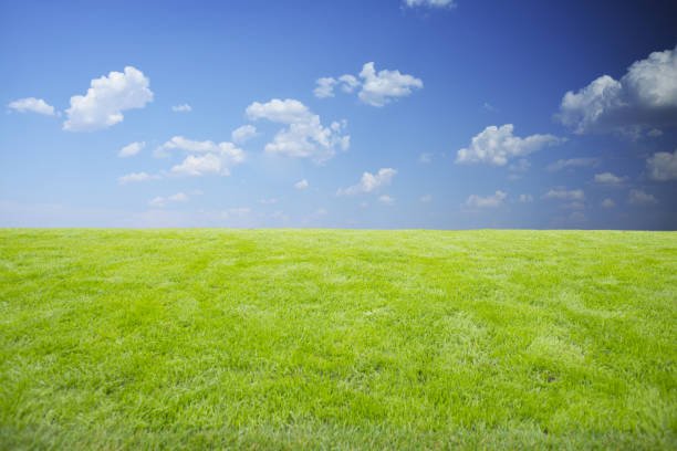 istock Vibrant green grass against blue background 1160961853
