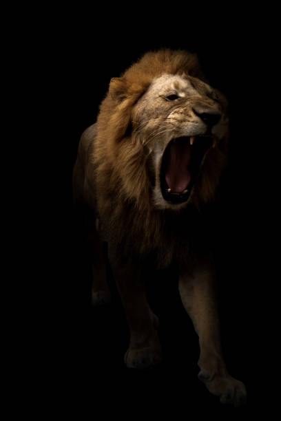 istock male lion (panthera leo) walking in dark background 1160961865