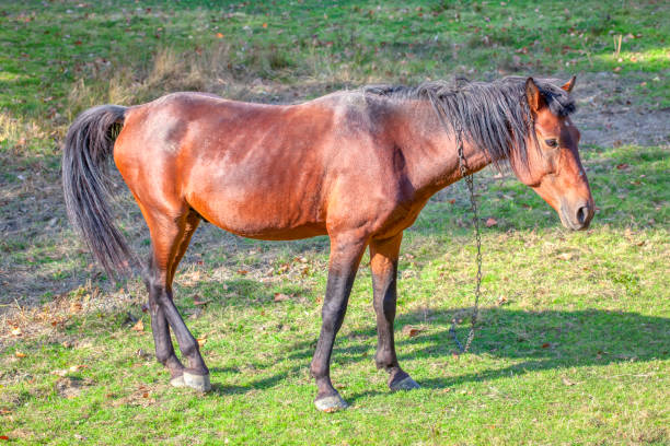 istock domestic horse grazing 1160961930